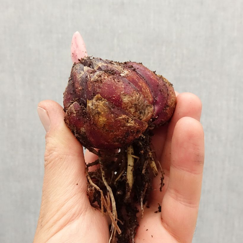 Example of Lis asiatiques en mélange Bulbe calibre 18/20 as you get in printemps