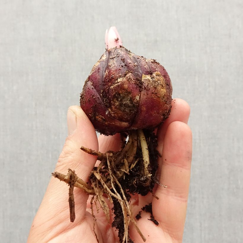 Example of Lis botanique henryi Bulbe calibre 18/20 as you get in printemps