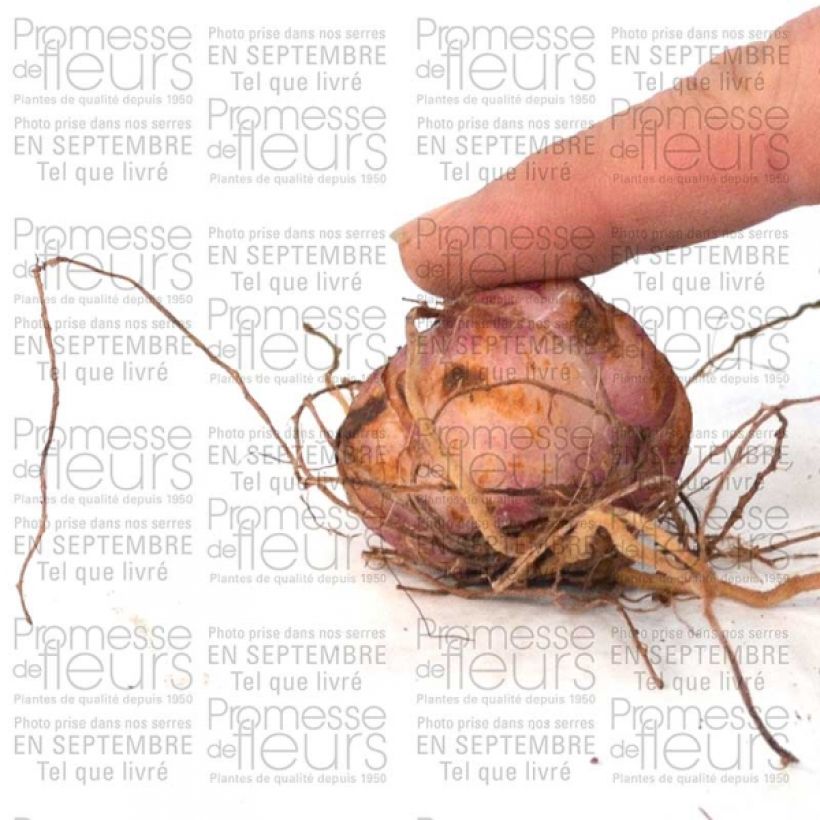 Example of Lis botanique - Lilium leichtlinii Bulbe calibre 14/16 as you get
