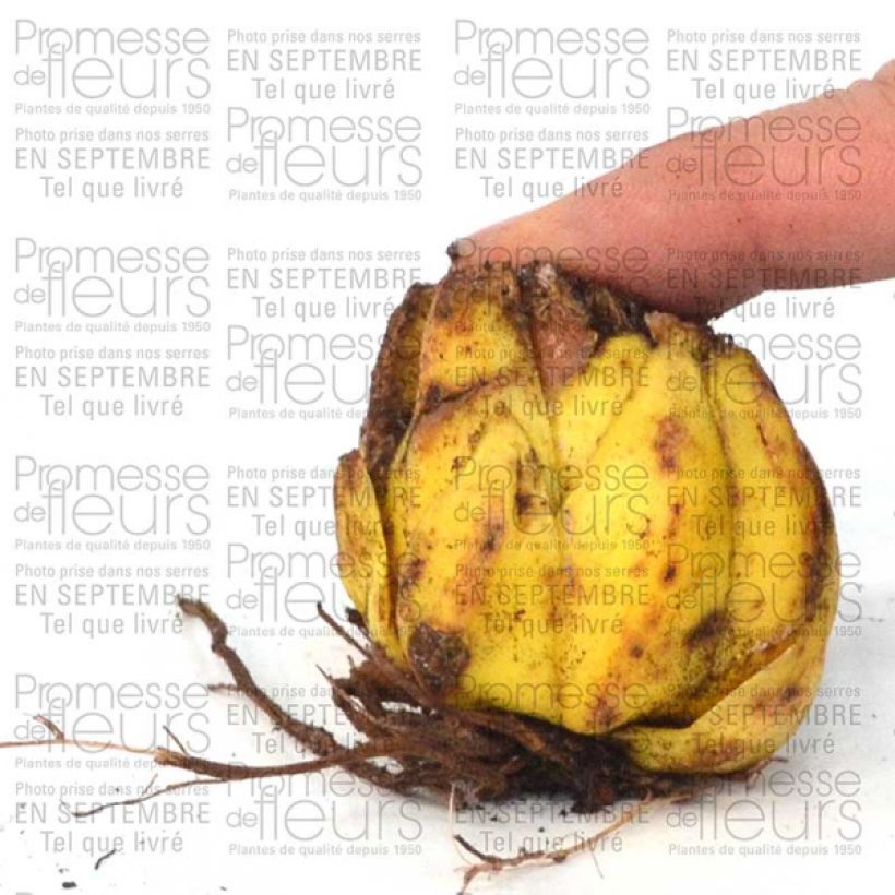 Exemple de spécimen de Lis botanique - Lilium martagon var. album (blanc) Bulbe calibre 16+ tel que livré