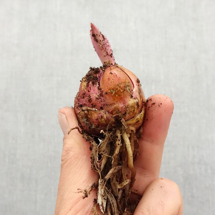 Spécimen de Lis géant Lavon (Groupe oriental/Trompette) Bulbe calibre 16+ tel que livré au printemps