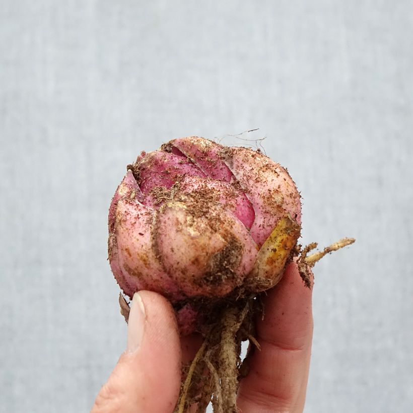 Example of Lis hybride Bellamonte (Oriental/Trompette) Bulbe calibre 18/20 as you get in printemps