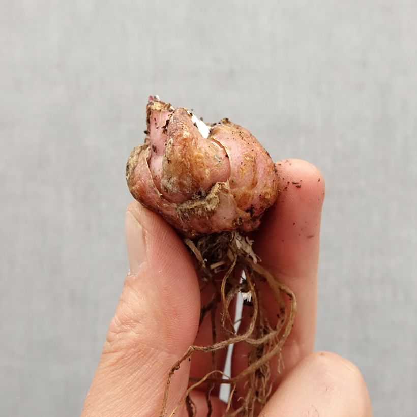 Example of Lis hybride Corsage NA Bulbe calibre 16/18 as you get in printemps