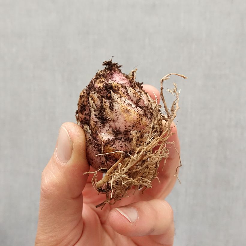 Spécimen de Lis hybride de martagon Sunny Morning Bulbe calibre 12/14 tel que livré au printemps