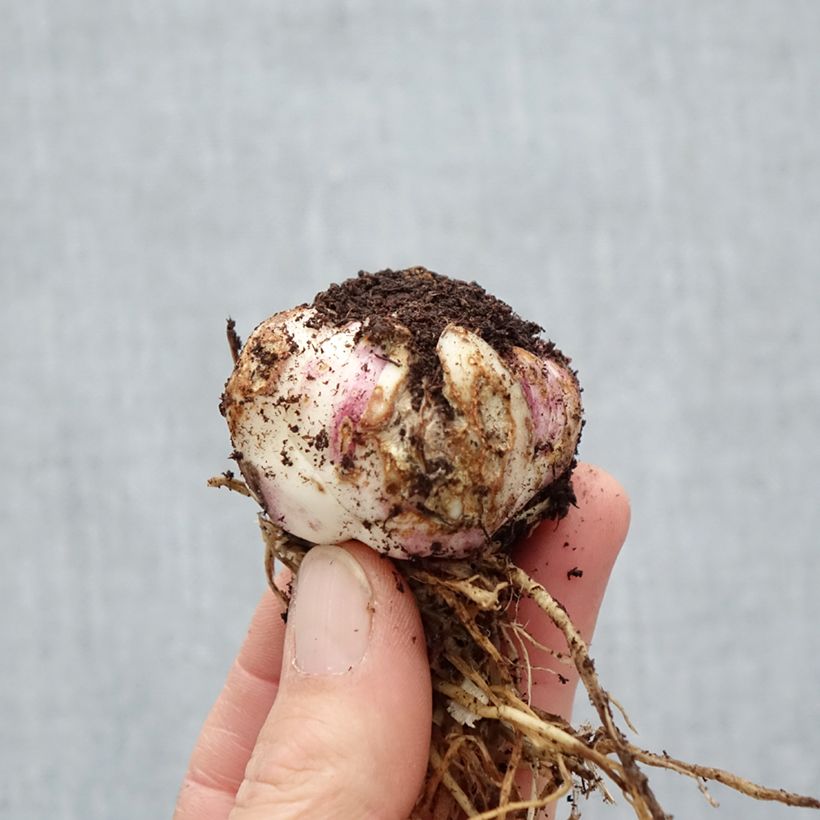 Spécimen de Lis hybride Deuce Butterfly Sparkle Bulbe calibre 16/18 tel que livré au printemps