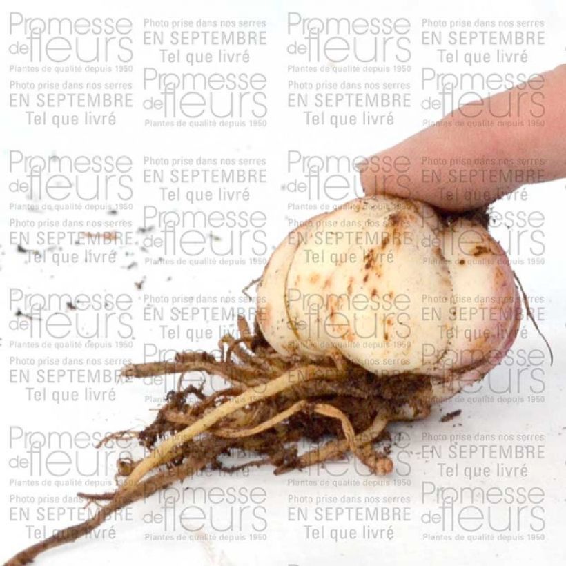 Exemple de spécimen de Lis hybride double Spring Pink NU Bulbe calibre 16+ tel que livré