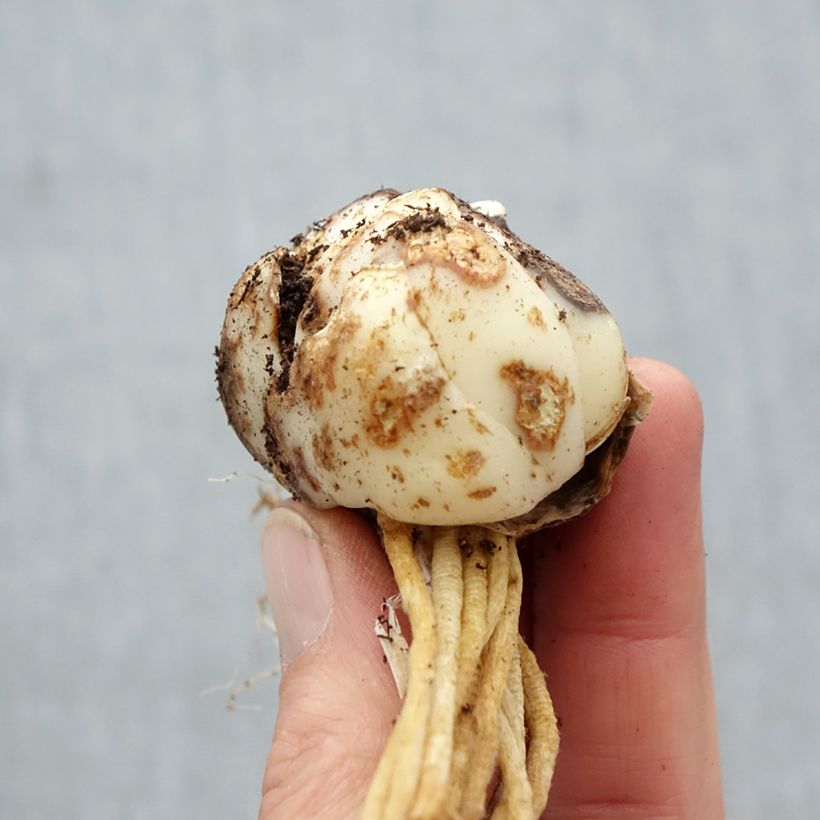 Spécimen de Lis hybride Eremo Bulbe calibre 16/18 tel que livré au printemps