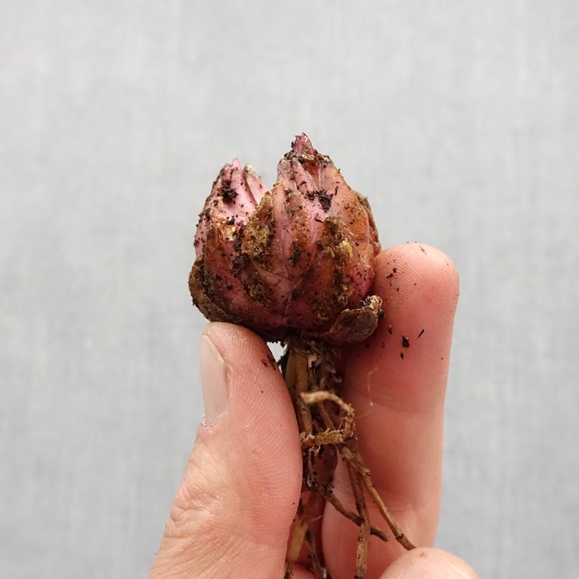 Spécimen de Lis hybride Fusion - Lilium (x) pardalinum Bulbe calibre 14/16 tel que livré au printemps