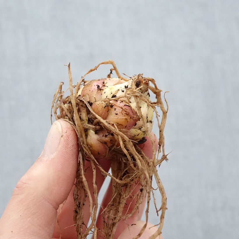 Spécimen de Lis hybride Lankon Bulbe calibre 15+ tel que livré au printemps