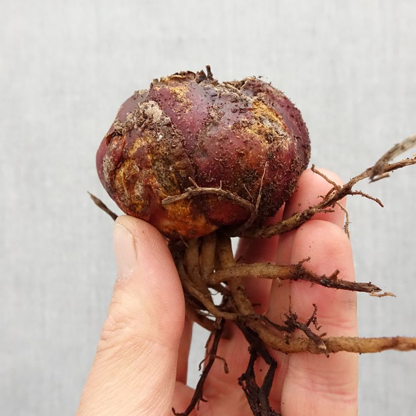 Spécimen de Lis hybride Leslie Woodriff Bulbe calibre 16 tel que livré au printemps