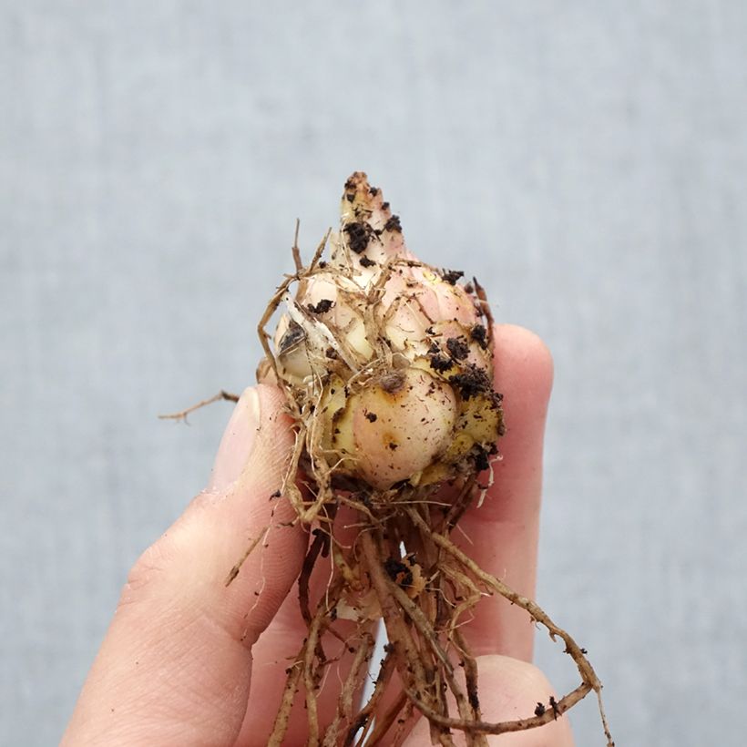 Example of Lis hybride Médusa Bulbe calibre 16 as you get in printemps