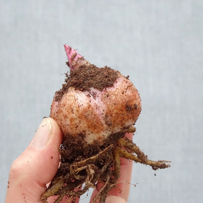 Spécimen de Lis hybride oriental Carbonero Bulbe calibre 18/20 tel que livré au printemps