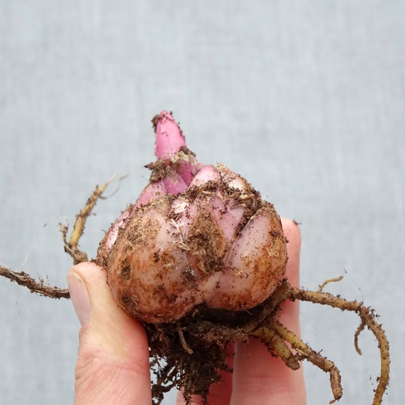 Spécimen de Lis hybride oriental Corcovado Bulbe calibre 18/20 tel que livré au printemps