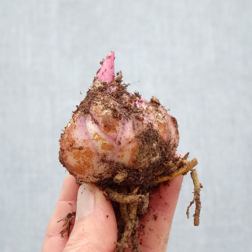 Spécimen de Lis hybride oriental Gaucho Bulbe calibre 18/20 tel que livré au printemps