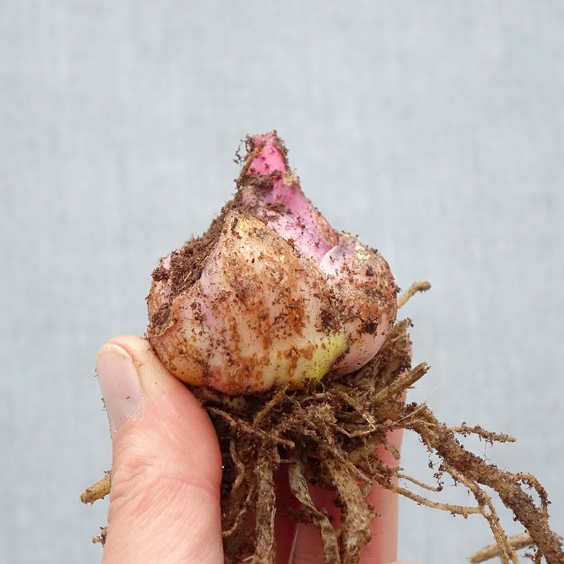 Spécimen de Lis hybride oriental Nymph Bulbe calibre 18/20 tel que livré au printemps