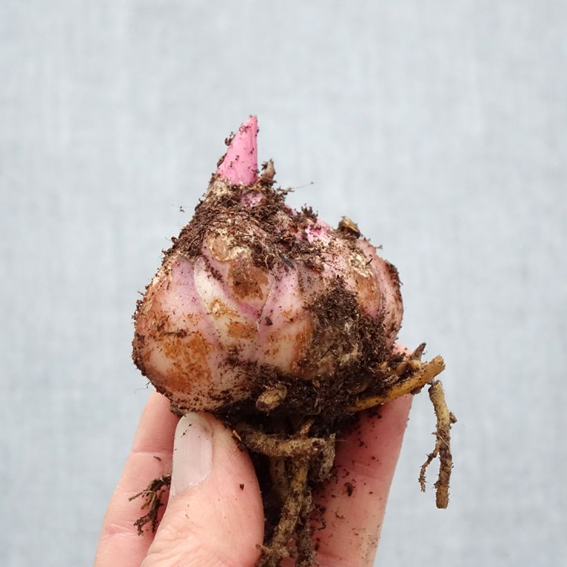 Spécimen de Lis hybride oriental Saronno Bulbe calibre 18/20 tel que livré au printemps