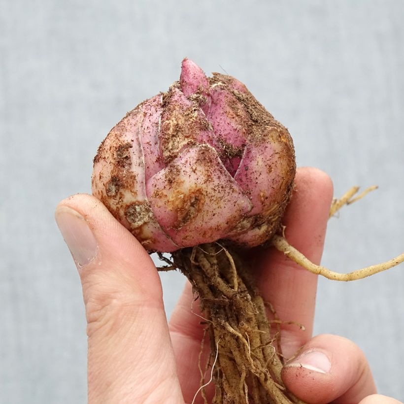 Spécimen de Lis hybride Petacas (Oriental/Trompette) Bulbe calibre 18/20 tel que livré au printemps