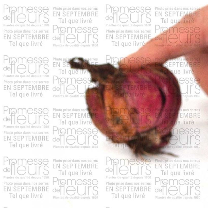 Example of Lis oriental blanc - Lilium speciosum var. album Bulbe calibre 16+ as you get