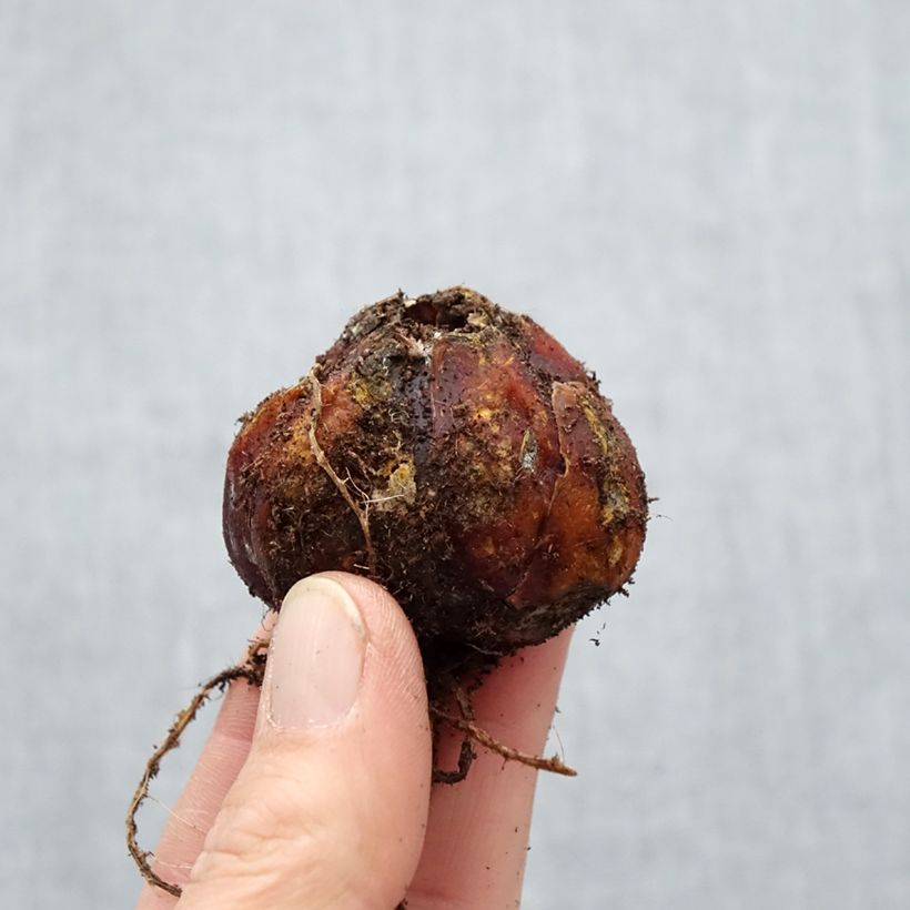 Spécimen de Lis hybride Trocadero (Oriental/Trompette) Bulbe calibre 16/18 tel que livré au printemps