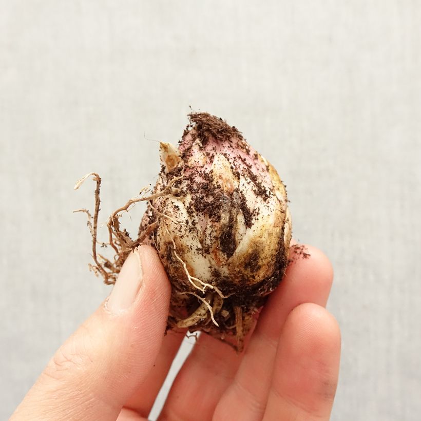 Example of Lis martagon Arabian Night Bulbe calibre 12+ as you get in printemps