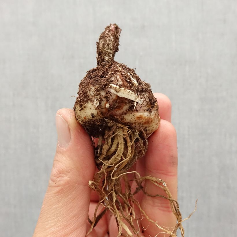 Example of Lis martagon Claude Shride Bulbe calibre 14/16 as you get in printemps