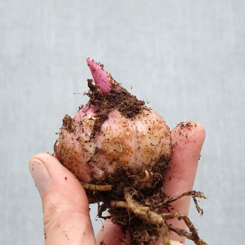 Spécimen de Lis oriental Firebolt Bulbe calibre 18/20 tel que livré au printemps