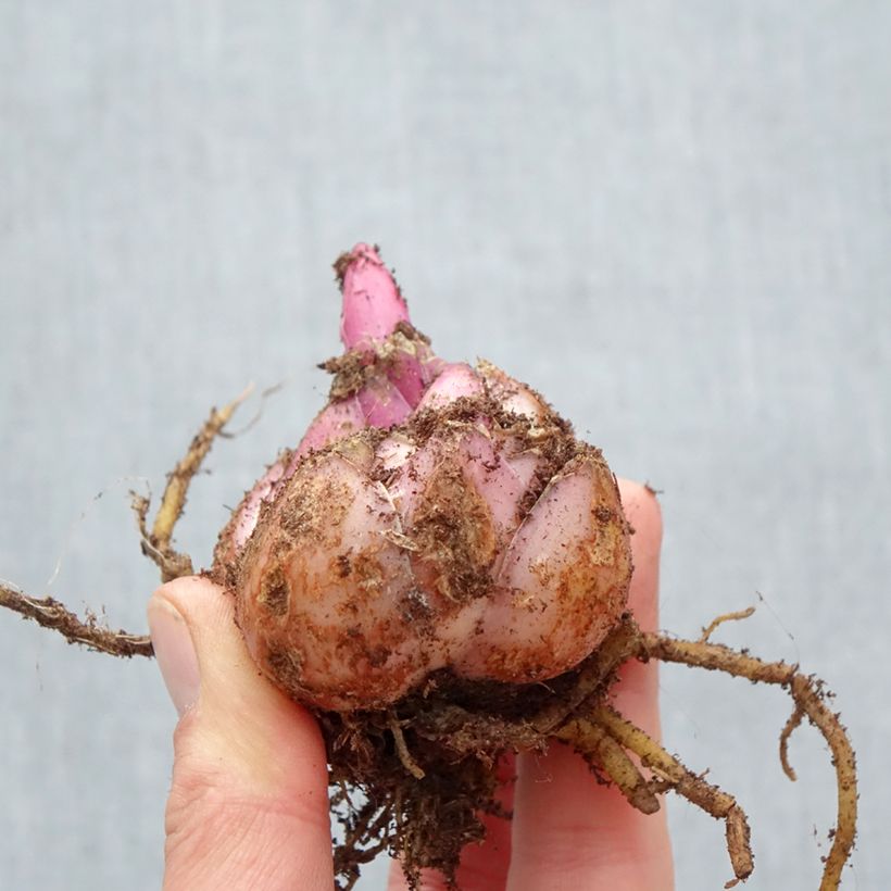 Spécimen de Lis oriental Roselily Aisha Bulbe calibre 17/19 tel que livré au printemps