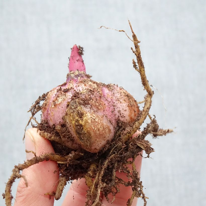 Example of Lis oriental Roselily Samuela Bulbe calibre 17/19 as you get in printemps