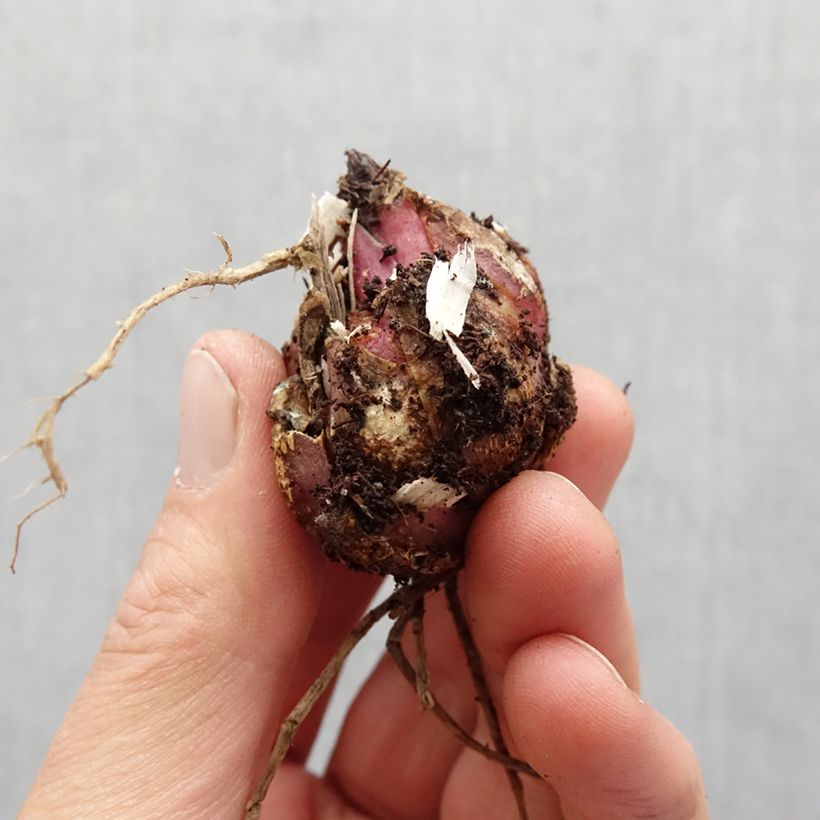 Spécimen de Lis Tiger Edition - Lillium Groupe trompette oriental Bulbe calibre 16+ tel que livré au printemps