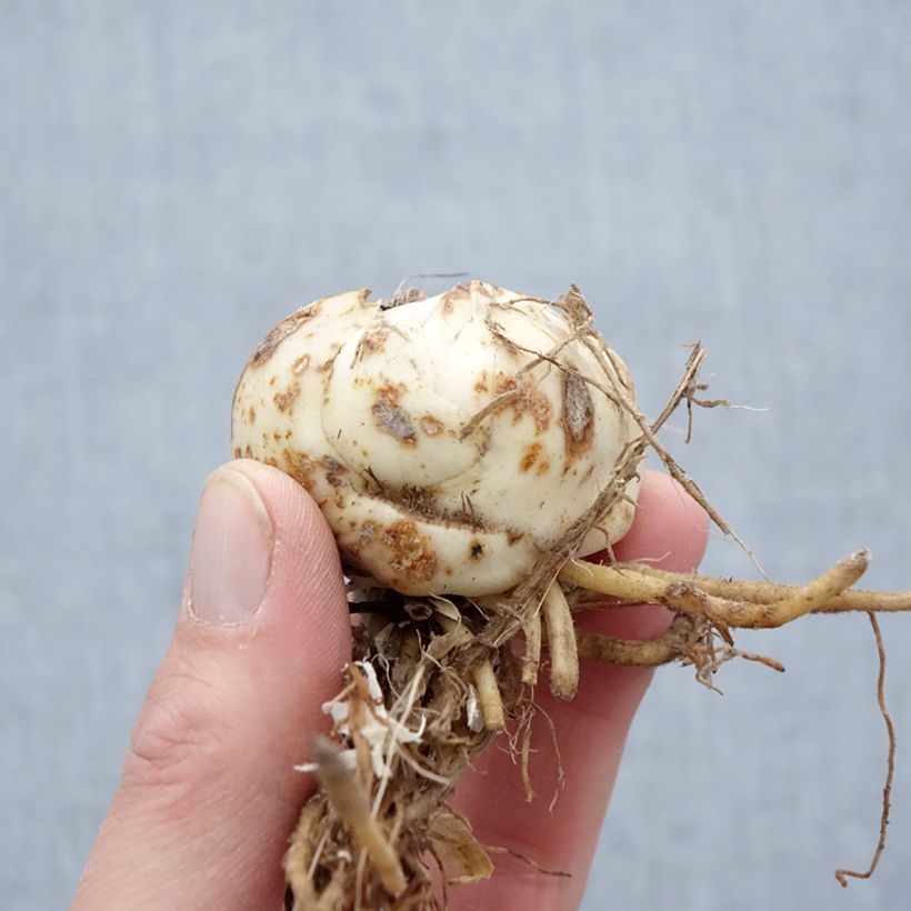 Spécimen de Lis tigrinum double Flore Pleno Bulbe calibre 14/16 tel que livré au printemps