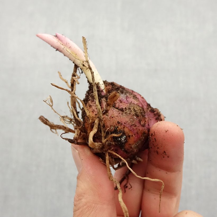 Example of Lis trompette Golden Splendor Bulbe calibre 18/20 as you get in printemps