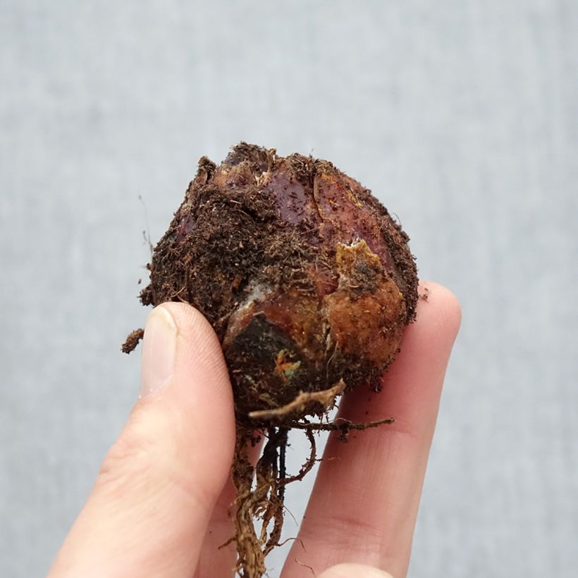 Example of Lis trompette - Lilium Extravaganza Bulbe calibre 16/18 as you get in printemps