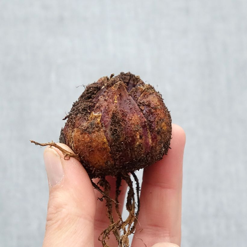 Example of Lis trompette - Lilium Pink Perfection Bulbe calibre 16/18 as you get in printemps