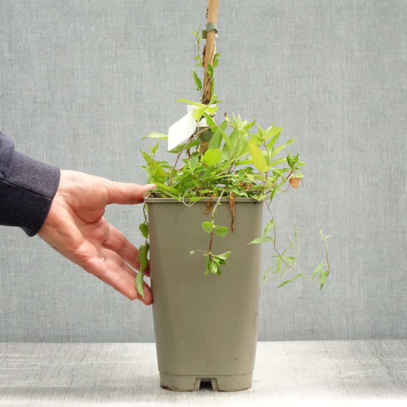Spécimen de Liseron du Japon grimpant Flore Pleno - Calystegia hederacea Pot de 2L/3L tel que livré au printemps