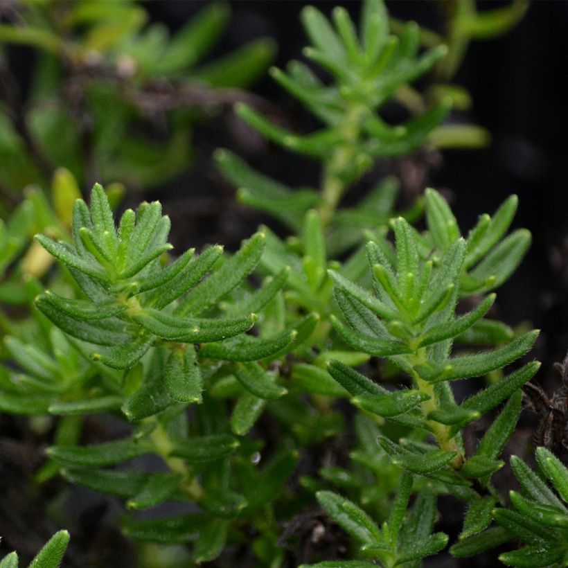 Lithodora diffusa Heavenly Blue - Grémil diffus (Foliage)