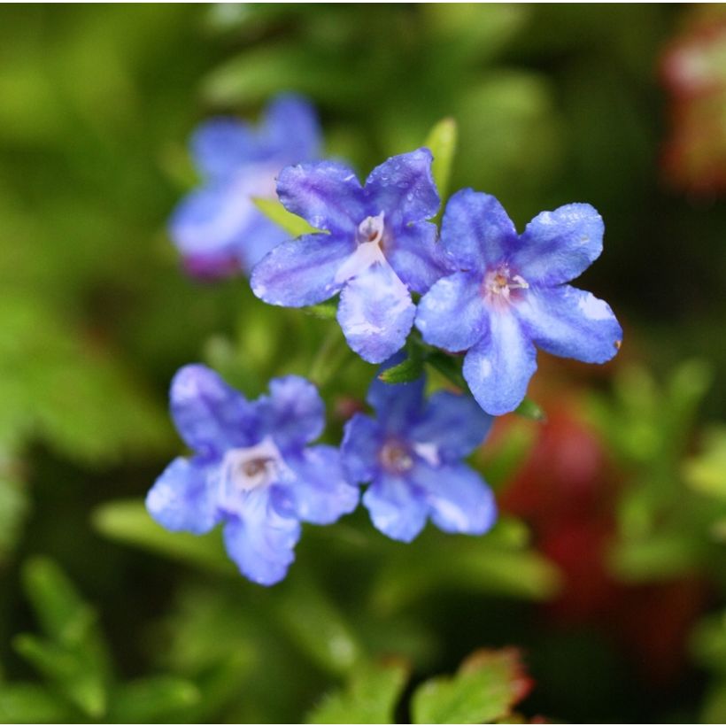 Lithodora diffusa Heavenly Blue - Grémil diffus (Flowering)