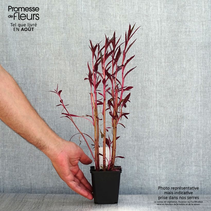 Spécimen de Lobelia cardinalis - Lobélie cardinale Godet de 8/9 cm tel que livré en été