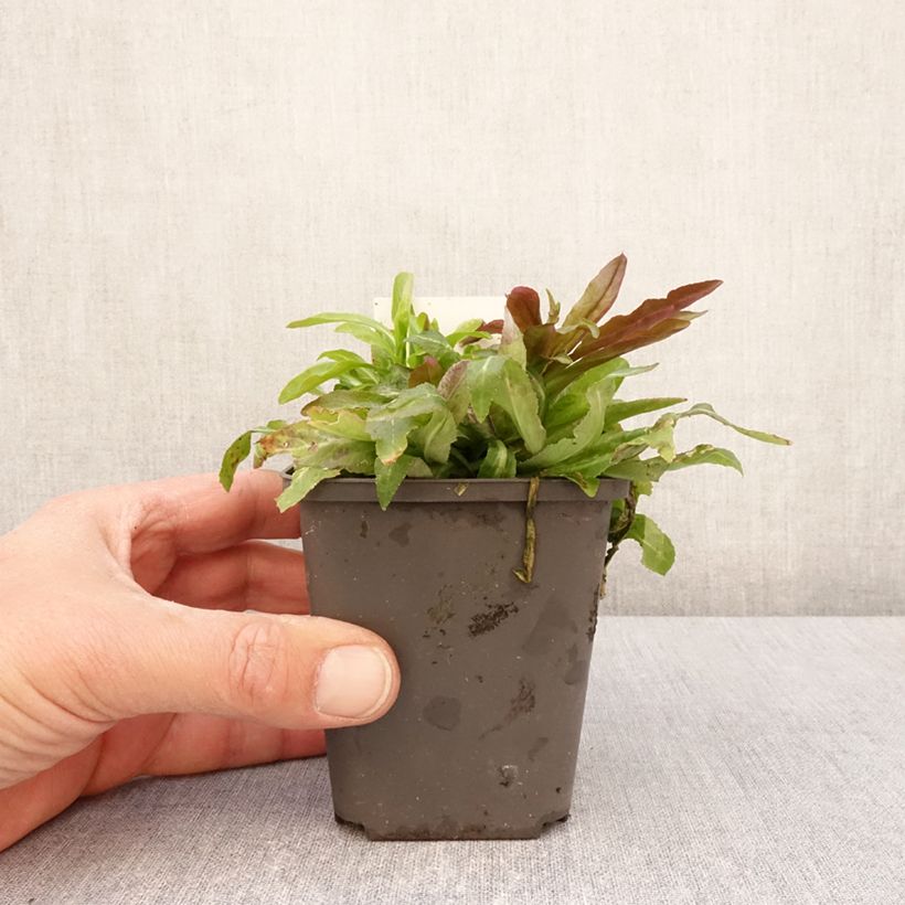 Example of Lobelia cardinalis - Lobélie cardinale Godet de 8/9 cm as you get in printemps