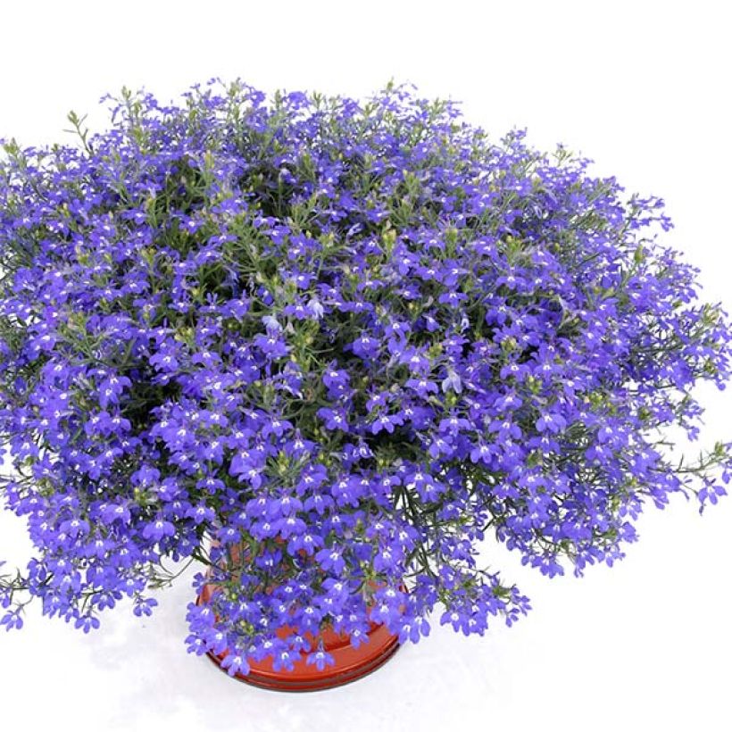 Lobélia Anabel Blue (Plant habit)