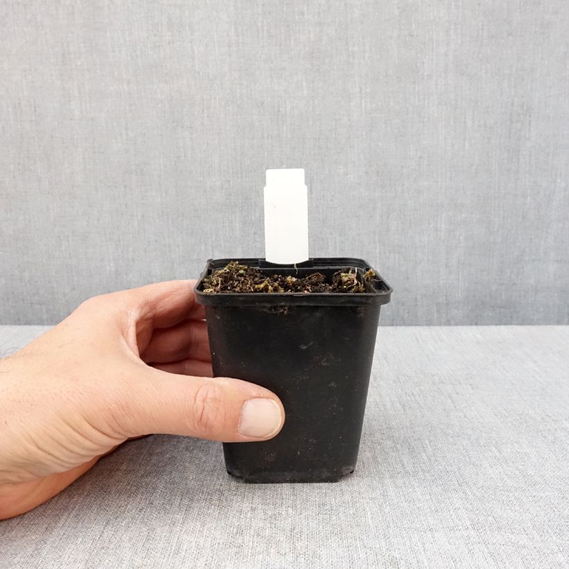 Example of Lobelia sessilifolia Godet de 8/9 cm as you get in printemps