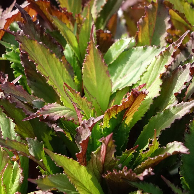 Lobelia speciosa Fan Salmon - Lobélie (Foliage)