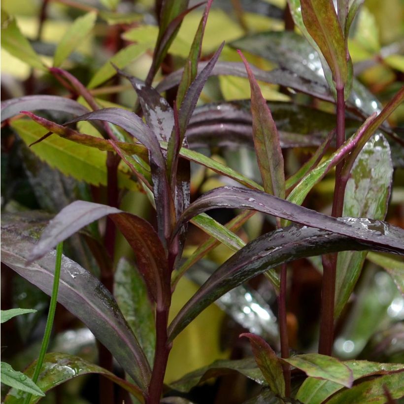Lobelia speciosa Russian Princess - Lobélie hybride (Foliage)