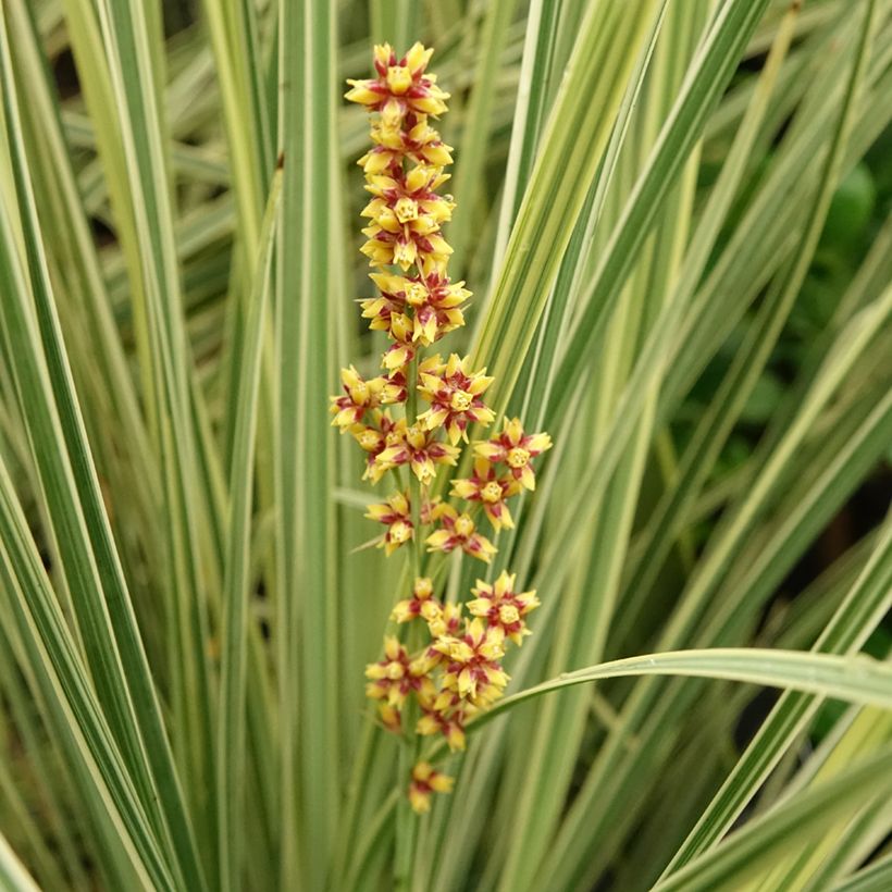 Lomandra White Sands (Flowering)