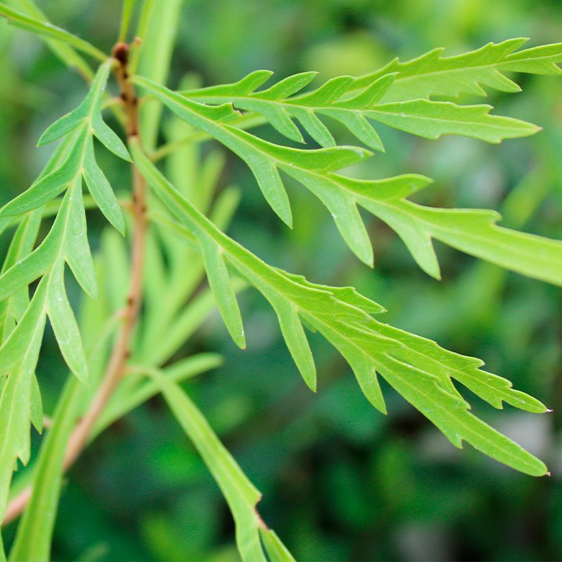 Lomatia silaifolia - Buisson frisé ou fougère persil (Foliage)