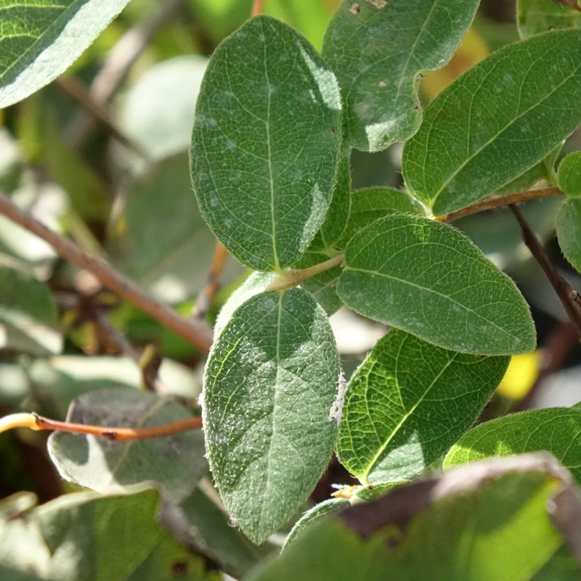 Lonicera caerulea caerulea var. kamtschatica  Zojka - Baie de mai (Feuillage)