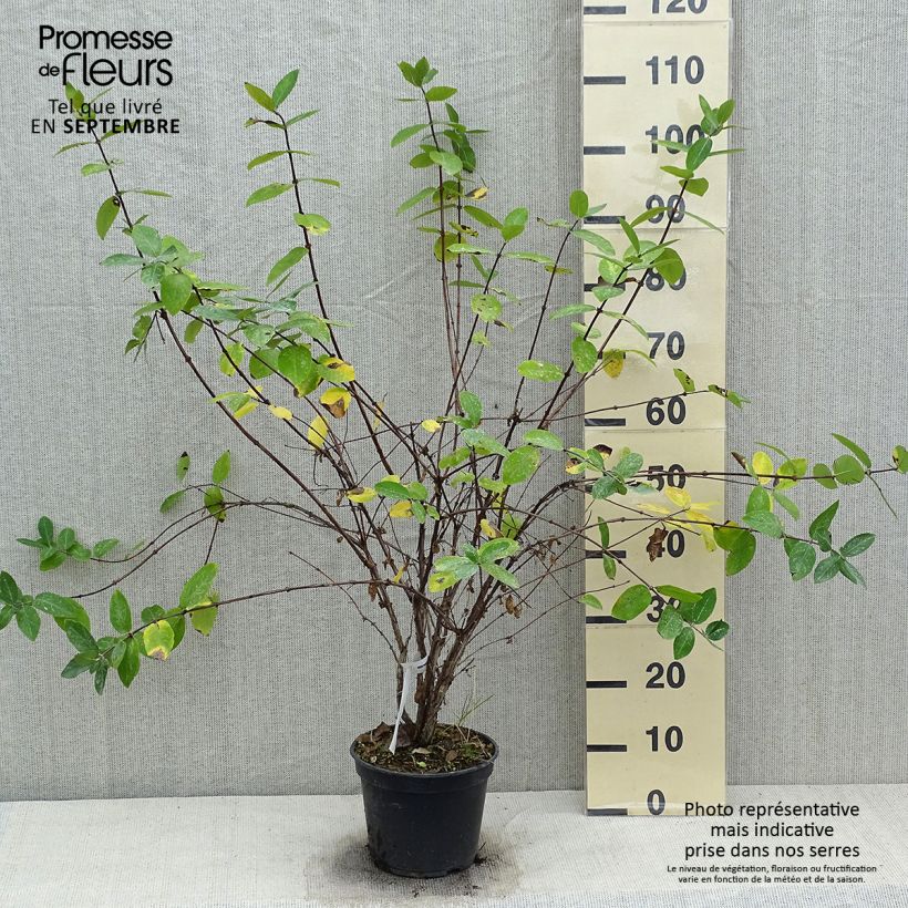 Spécimen de Lonicera caerulea Strawberry Sensation - Camérisier bleu Pot de 3L/4L tel que livré en automne