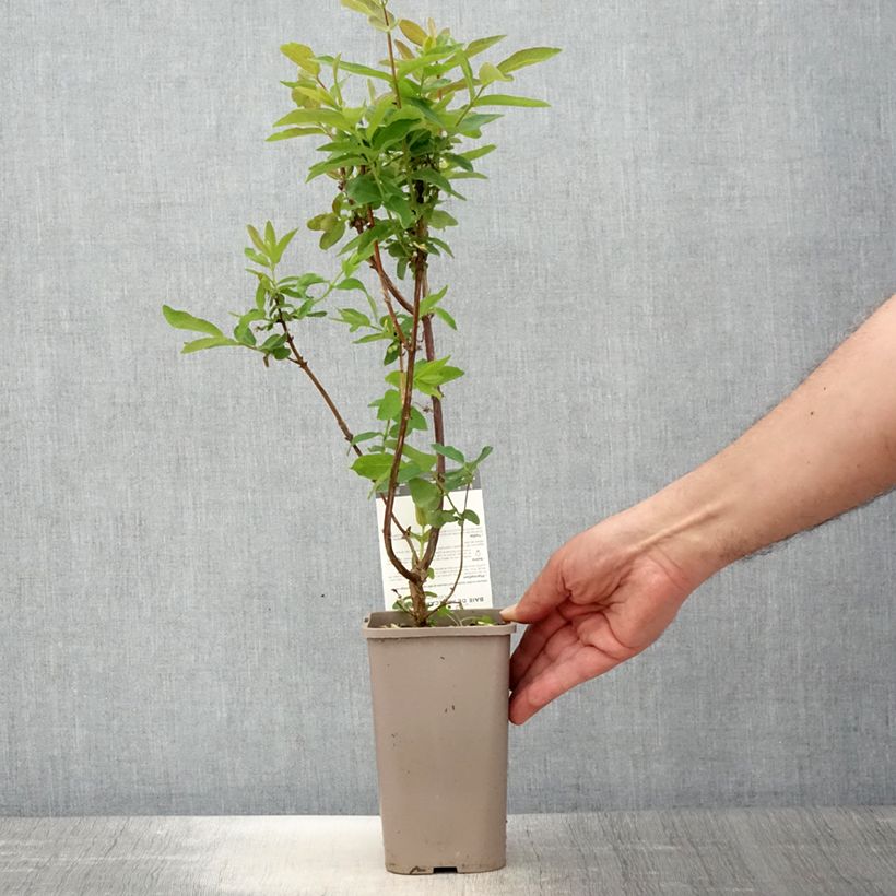 Example of Lonicera caerulea var. kamtschatica Altaj - Baie de mai Pot de 1,5L/2L, Buisson as you get in printemps