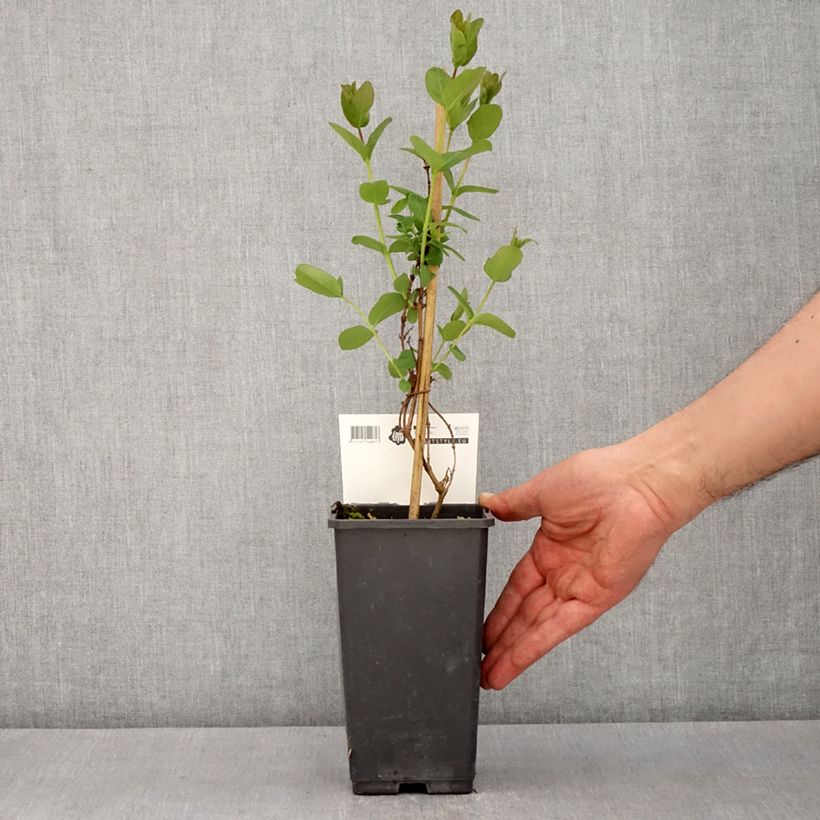 Example of Lonicera caerulea var. kamtschatica Martin - Baie de mai Pot de 1,5L/2L, Buisson as you get in printemps