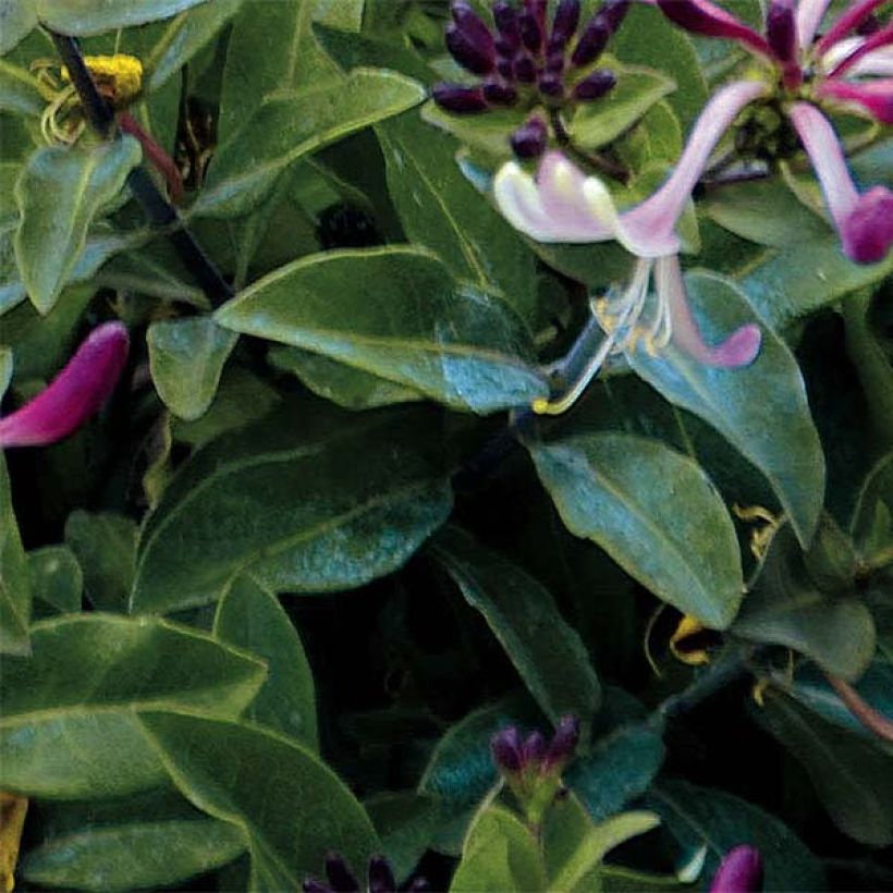 Chèvrefeuille nain - Lonicera periclymenum Chic et Choc (Foliage)