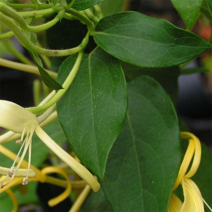 Chèvrefeuille - Lonicera similis var. delavayi (Foliage)